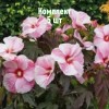 Комплект 5шт / Гибискус Коппер Кинг: фото и описание