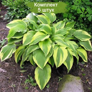 Комплект 5шт / Хоста Антиох (Hosta Antioch)