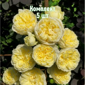 Комплект 5шт / Роза Пилигрим (английские)