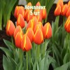 Комплект 5шт / Тюльпан Ворлд Фаворит: фото и описание