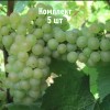 Комплект 5шт / Виноград Алиготе: фото и описание