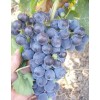 Виноград Алеатико: фото и описание