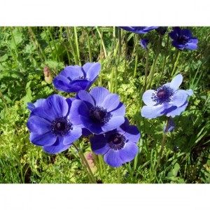 Комплект 5шт / Анемона Перелеска благородная
